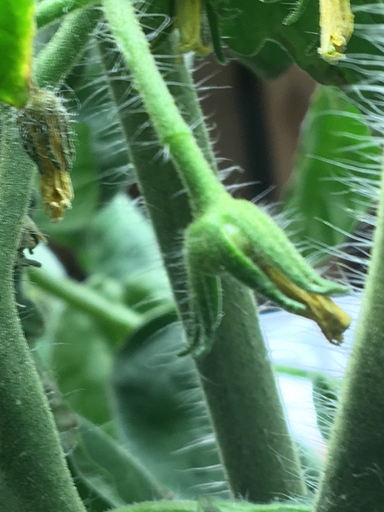 The bud on the left didn't get pollinated. The bud on the right did. That's what we're looking for!